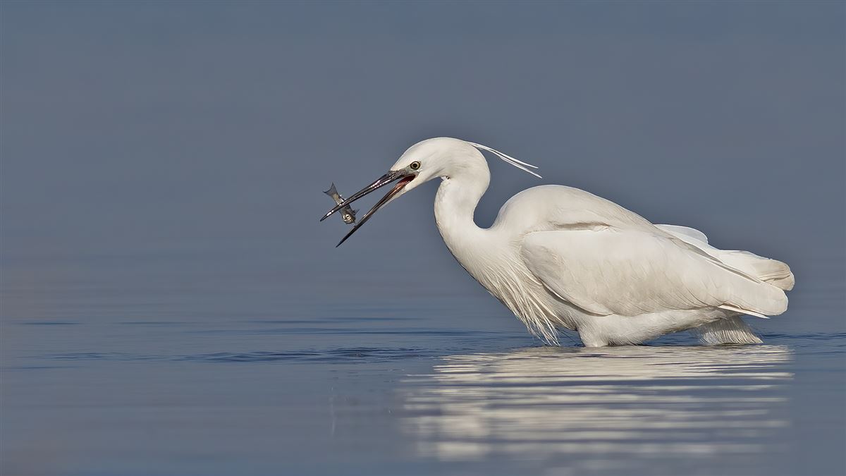 Little Egret