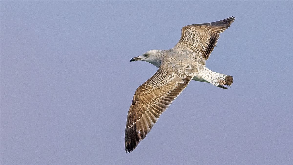 Yellow-legged Gull