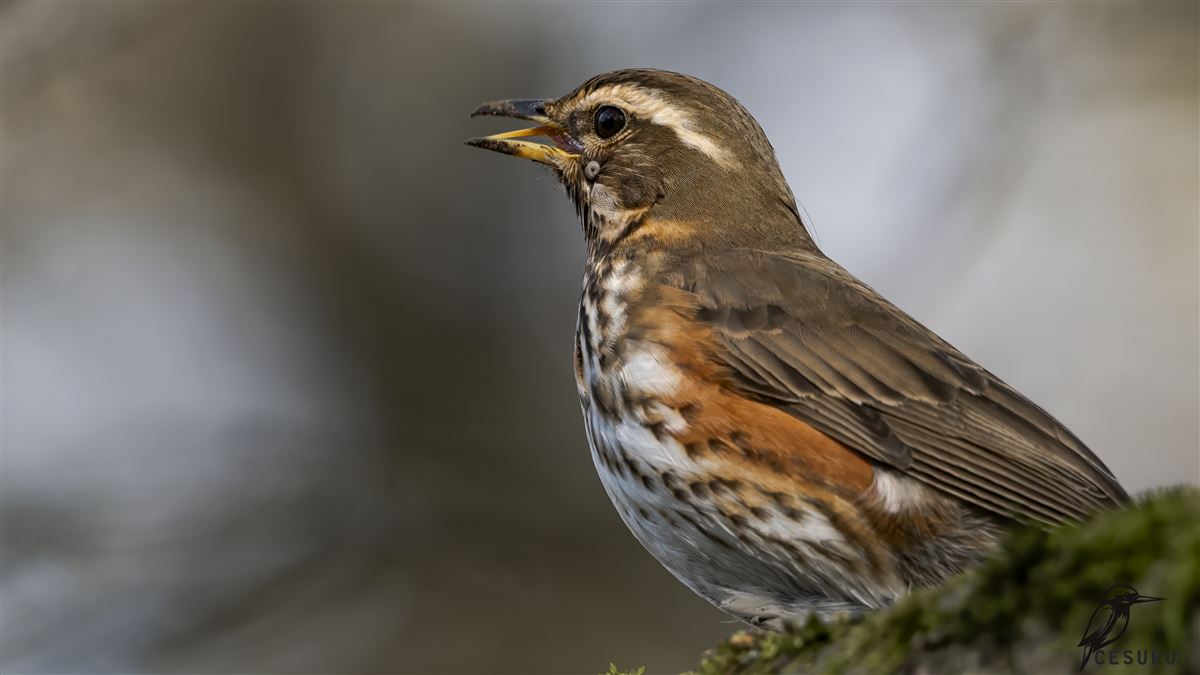 Redwing
