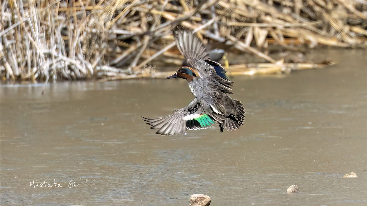 Eurasian Teal