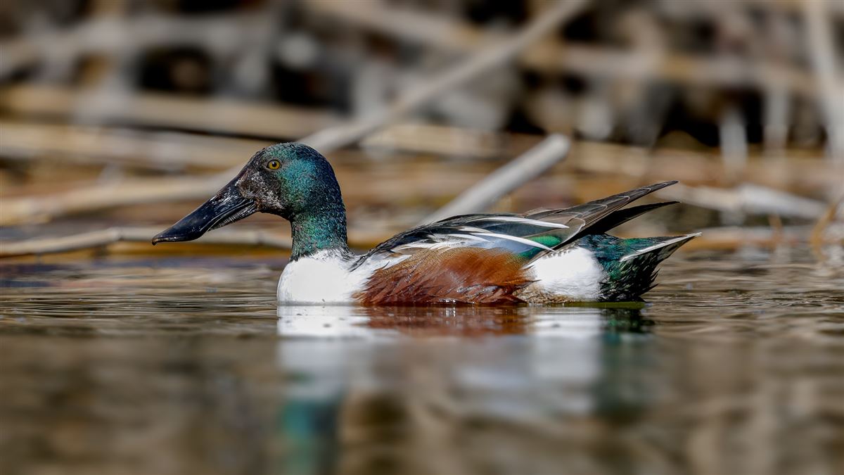 Northern Shoveler