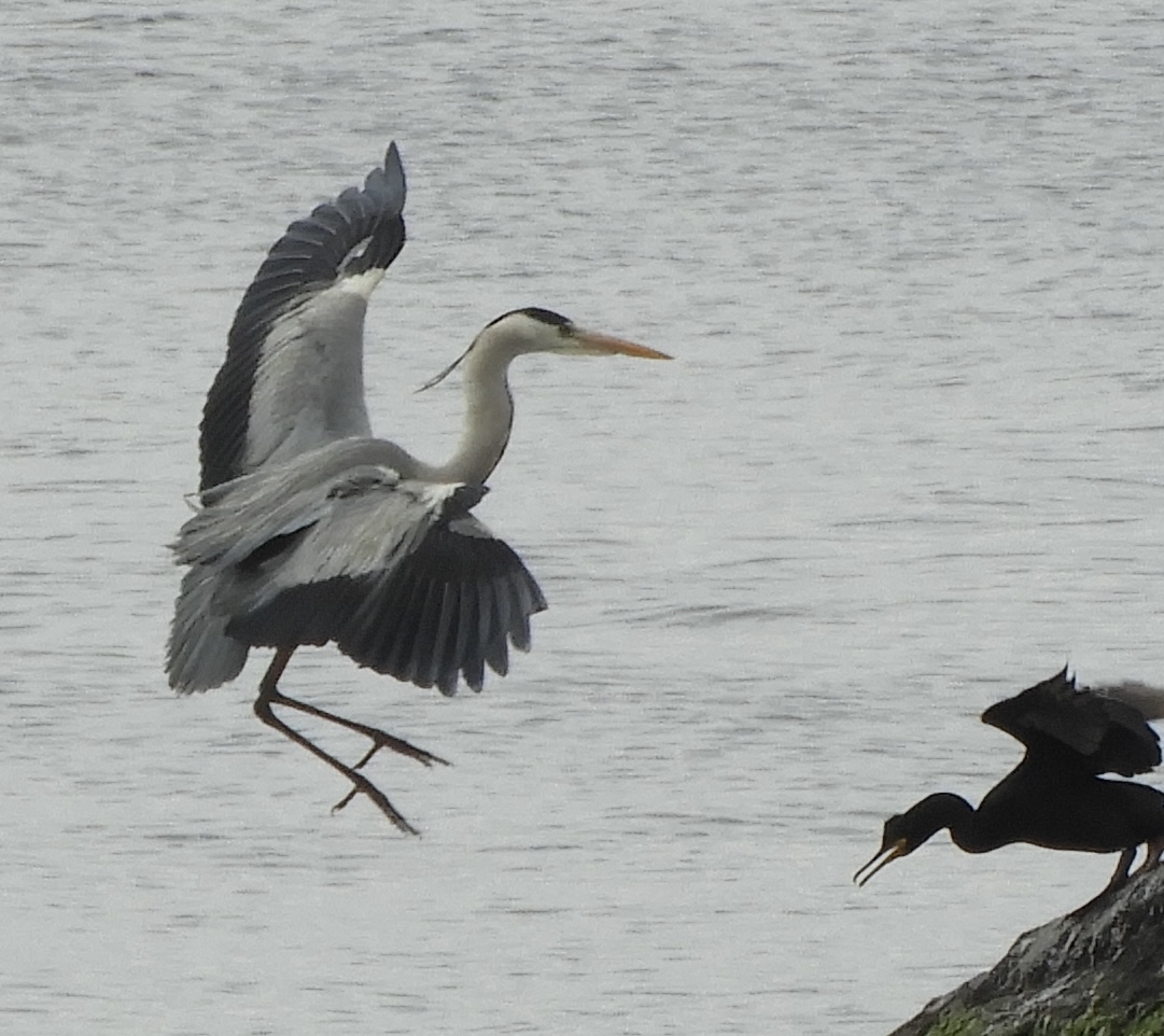 Grey Heron