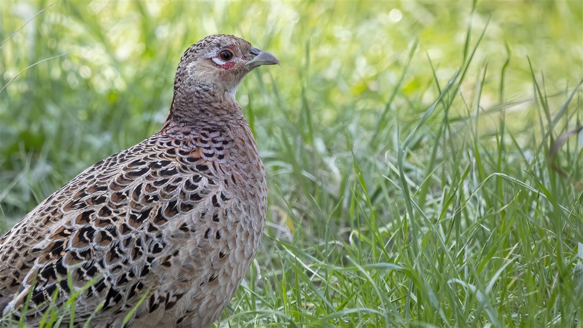 Common Pheasant