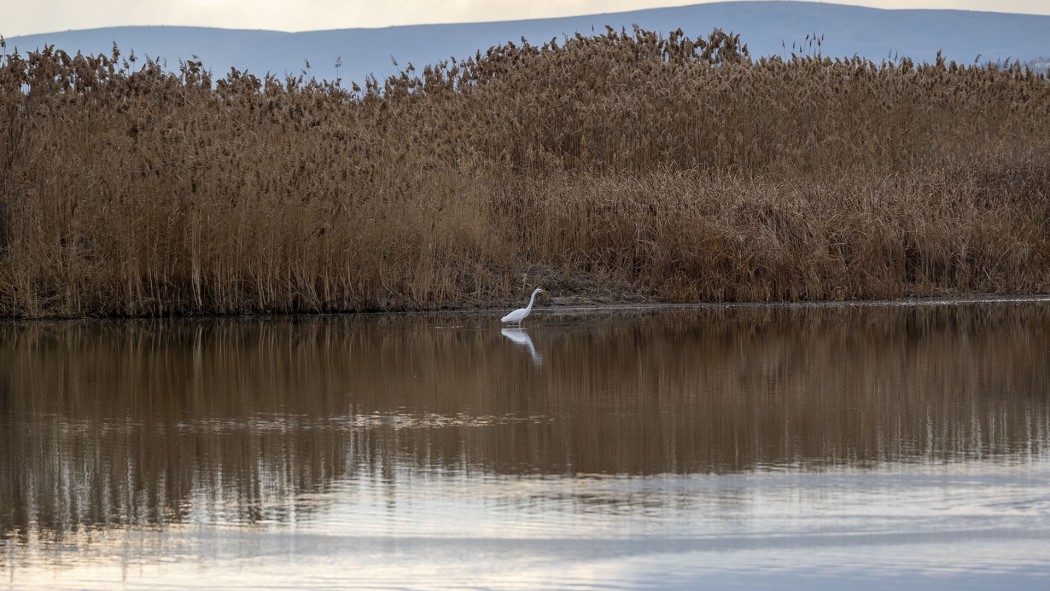 Great Egret