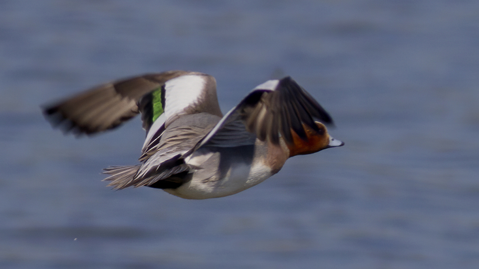 Eurasian Wigeon