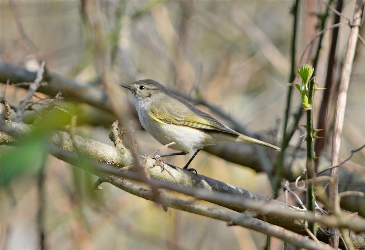 Eastern Bonelli`s Warbler
