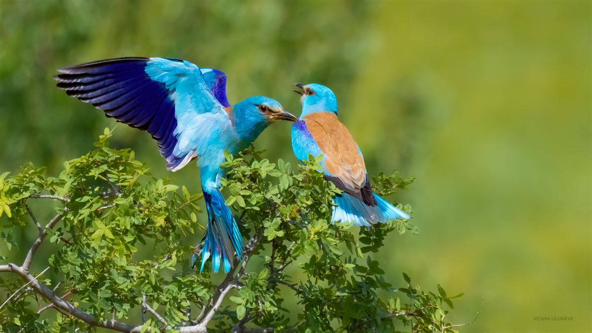European Roller