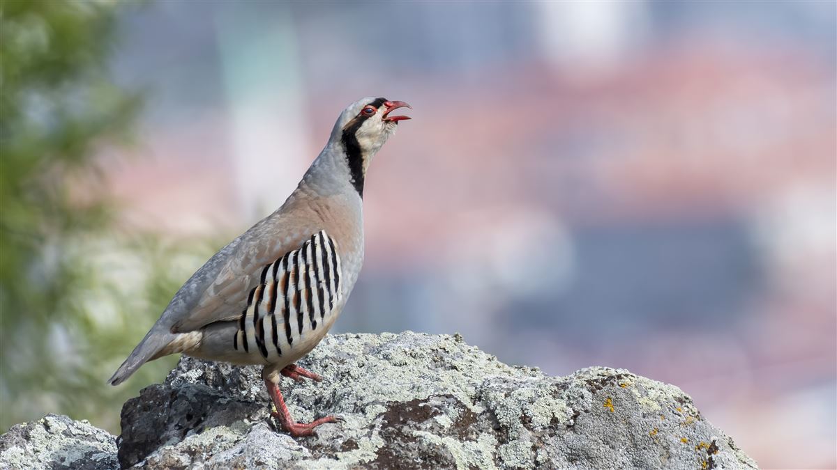 Chukar Partridge