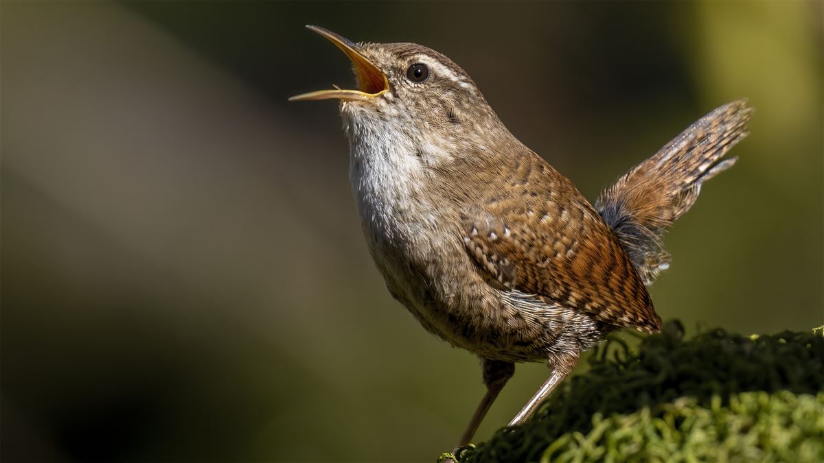 Eurasian Wren