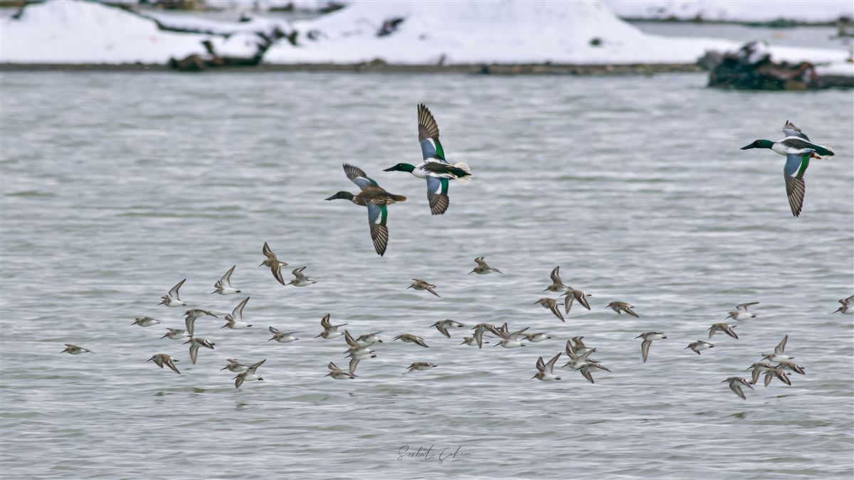 Northern Shoveler