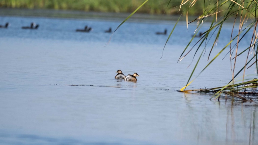 Little Grebe