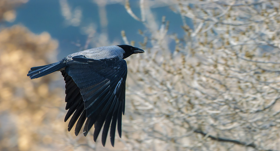 Hooded Crow