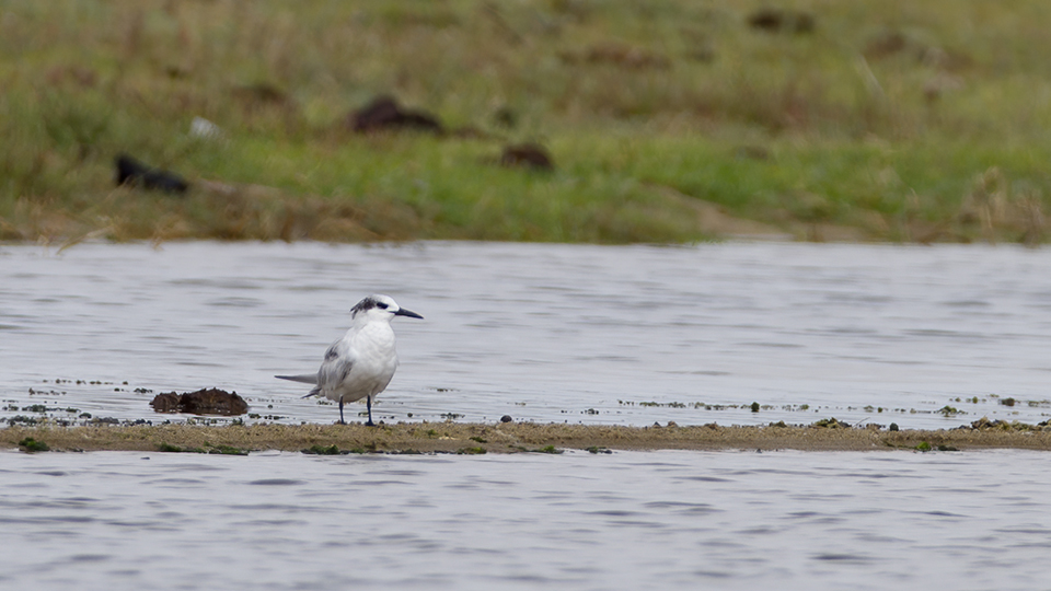 Sandwich Tern