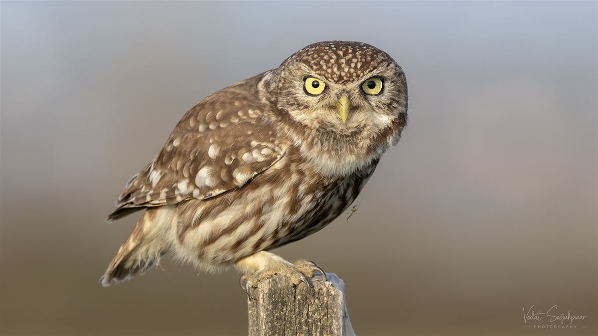 Little Owl
