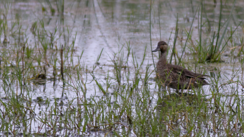 Marbled Duck