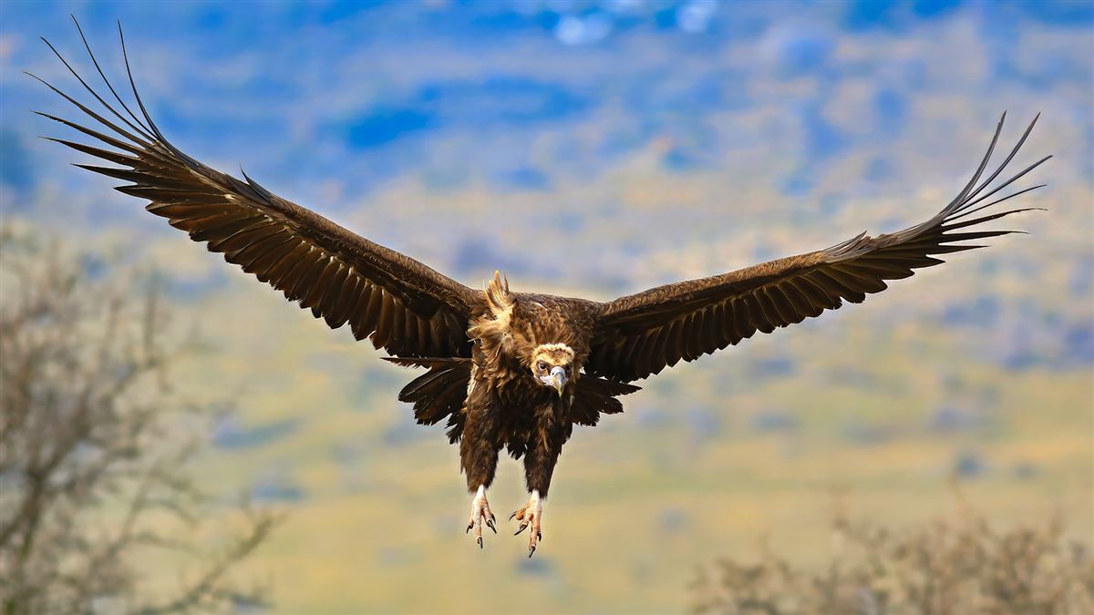 Cinereous Vulture