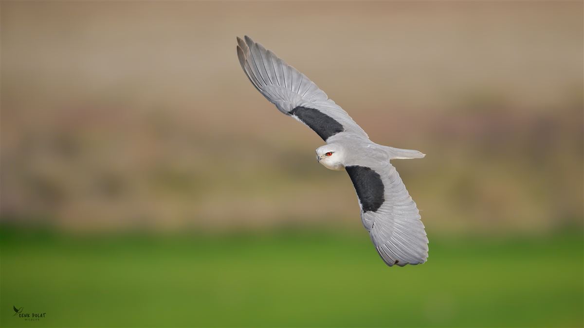 Black-winged Kite