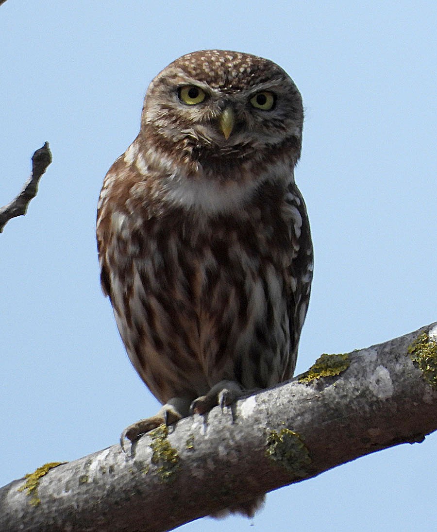 Little Owl