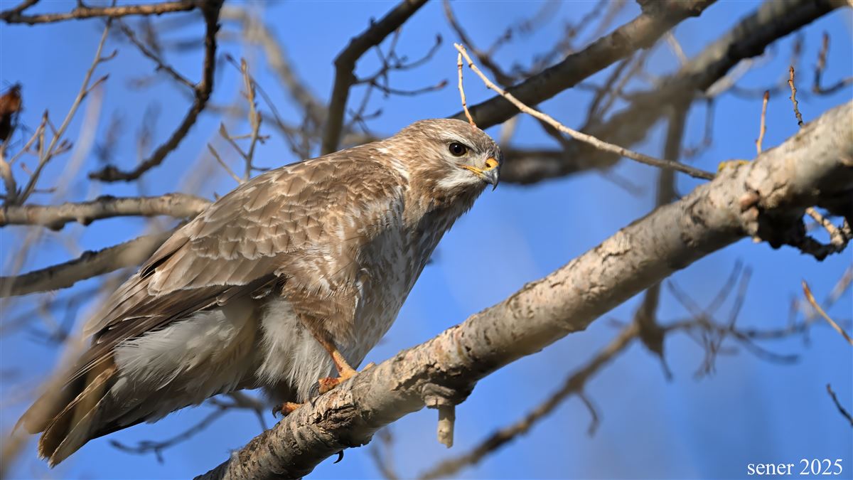 Common Buzzard