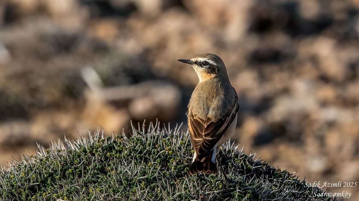 Northern Wheatear