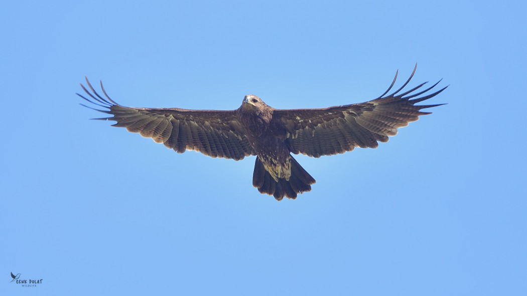 Greater Spotted Eagle