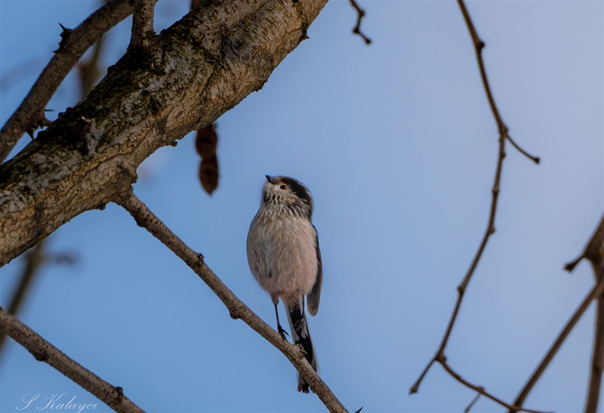 Long-tailed Tit