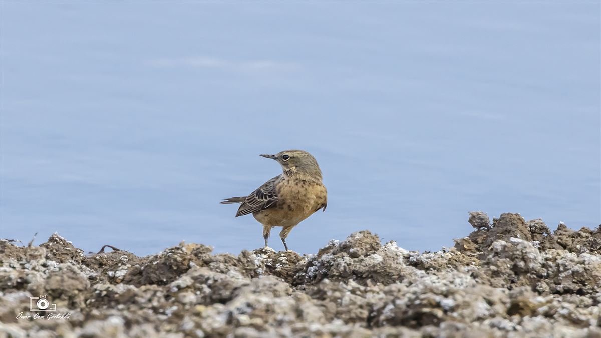 Water Pipit