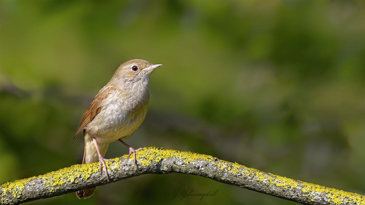 Common Nightingale