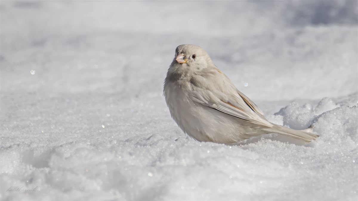 House Sparrow