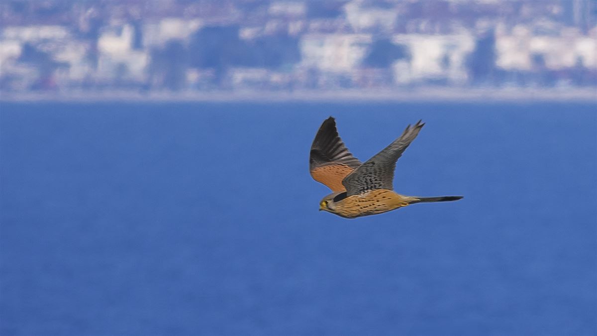 Common Kestrel