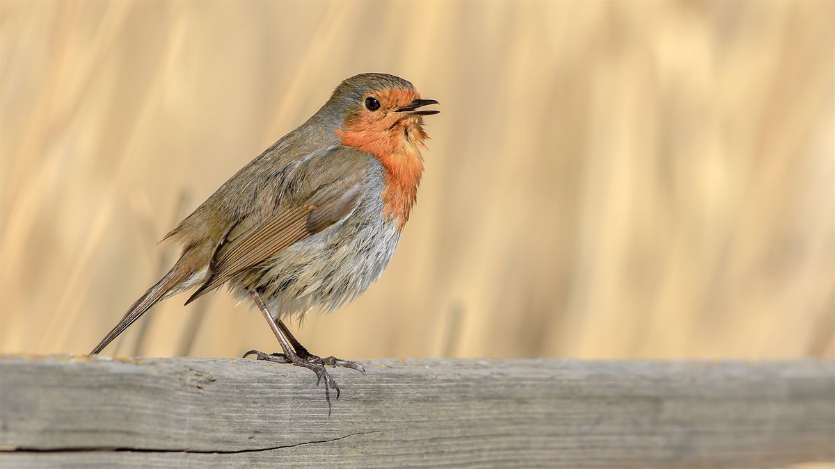European Robin