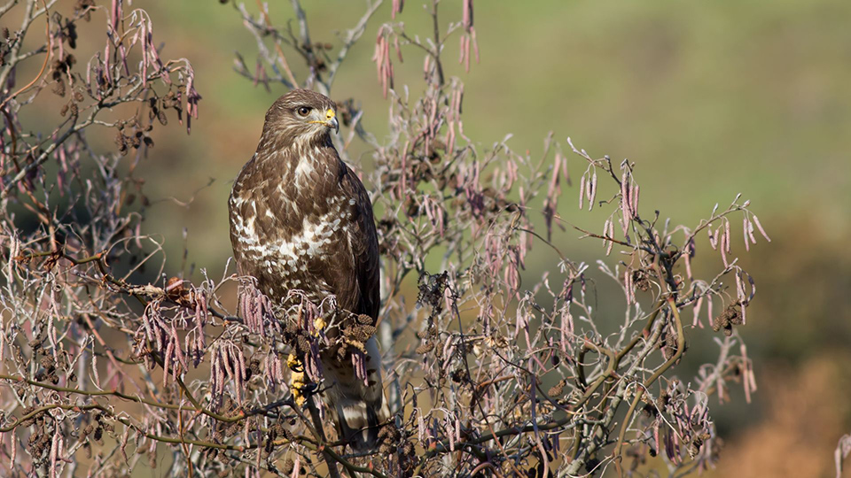 Common Buzzard