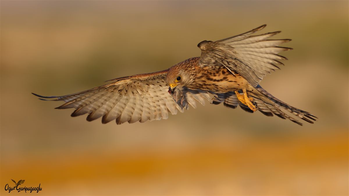 Lesser Kestrel