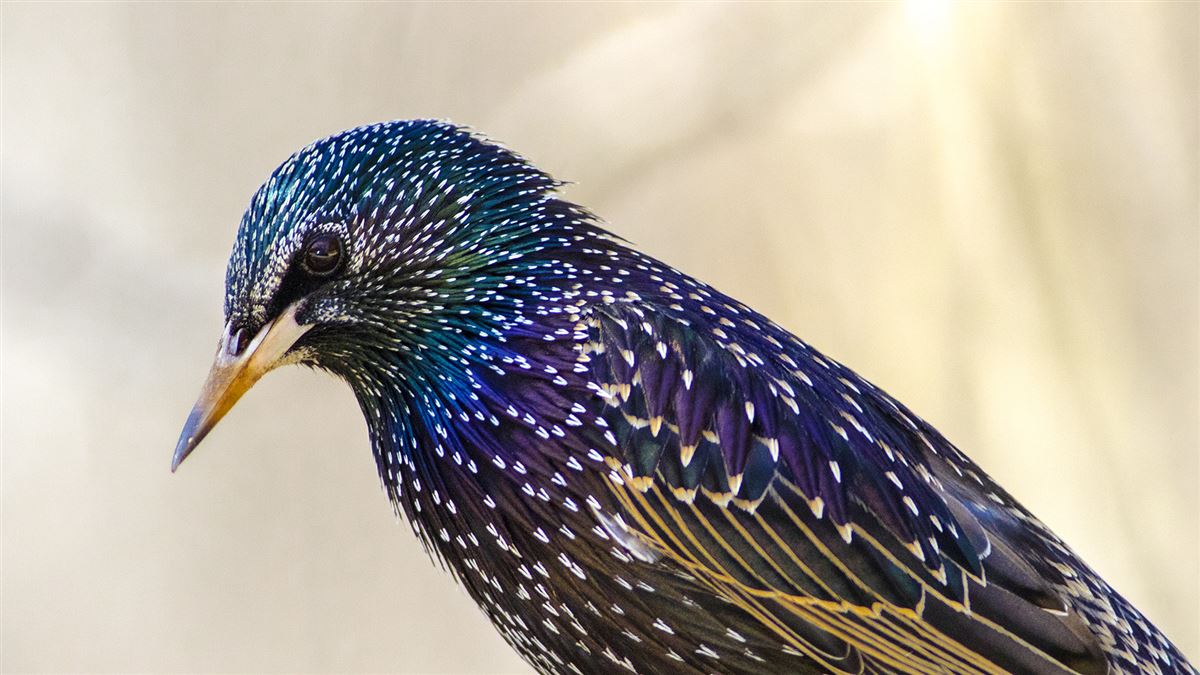 Common Starling