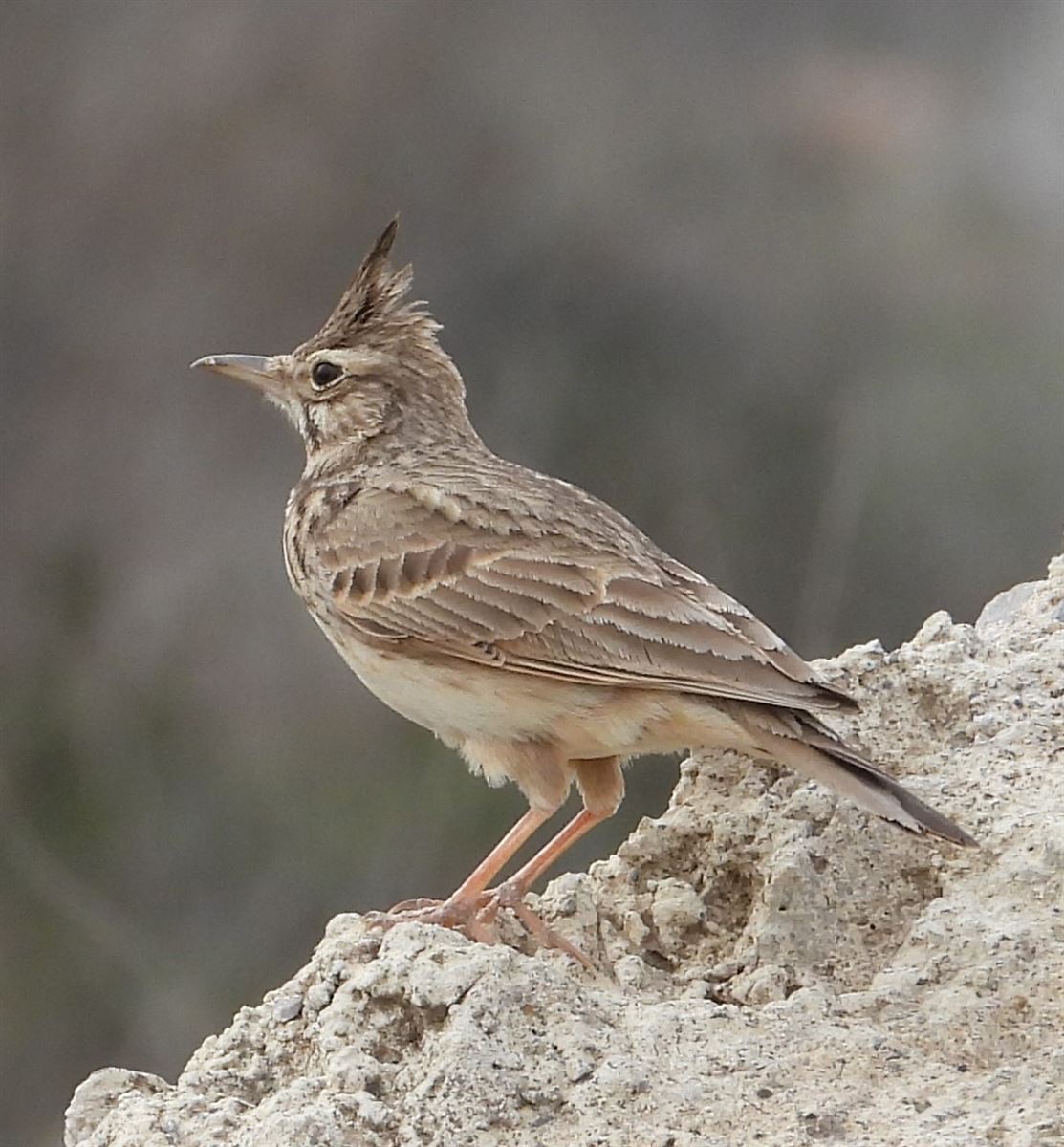 Crested Lark
