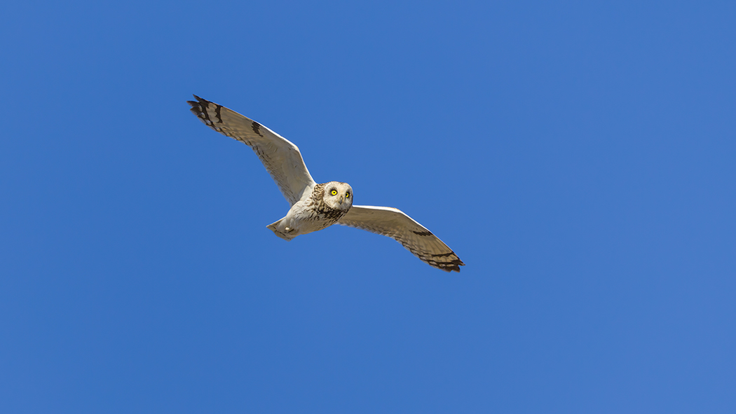 Short-eared Owl