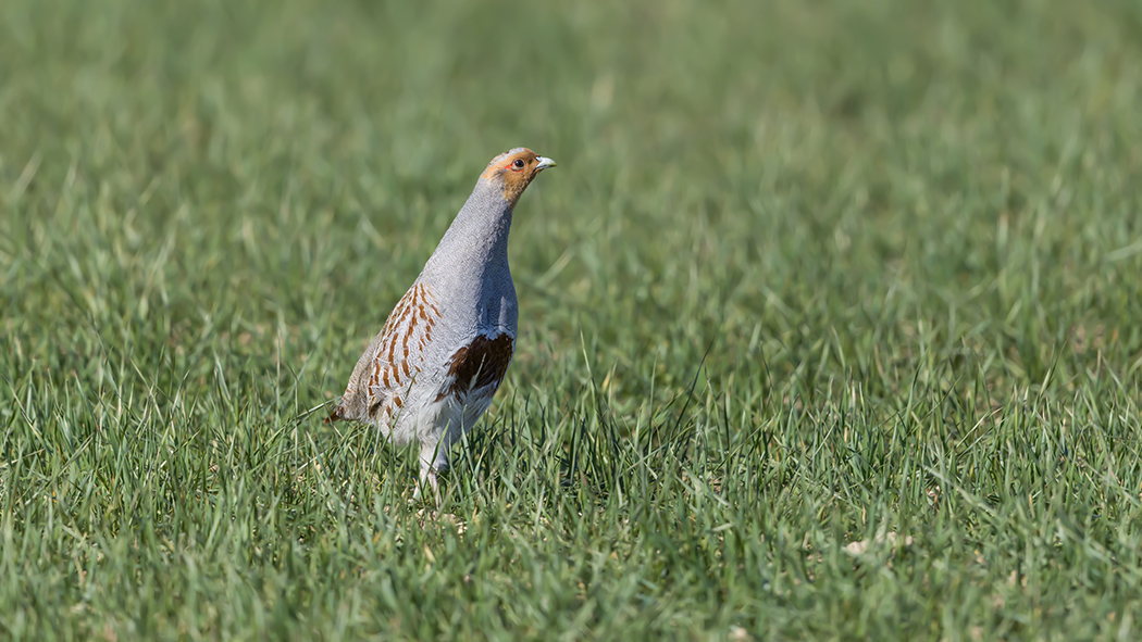 Grey Partridge