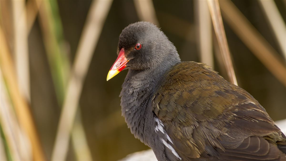 Common Moorhen