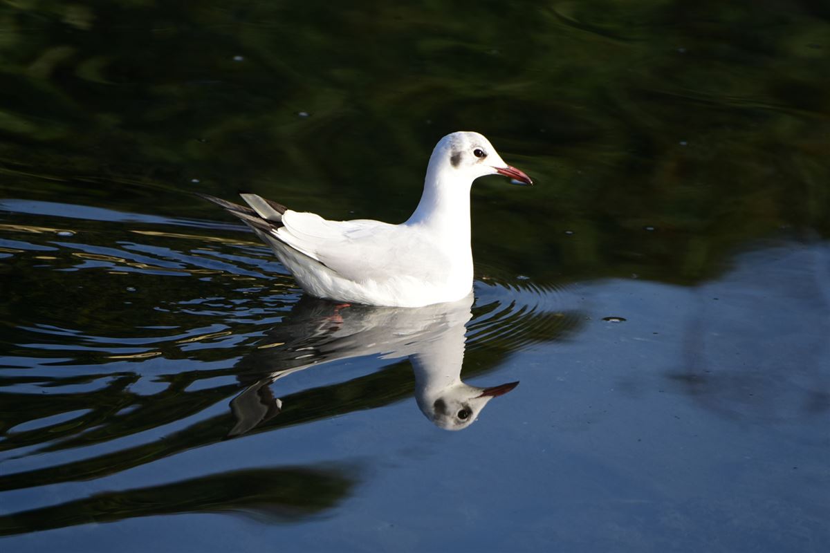 Black-headed Gull