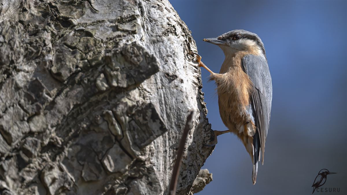 Eurasian Nuthatch
