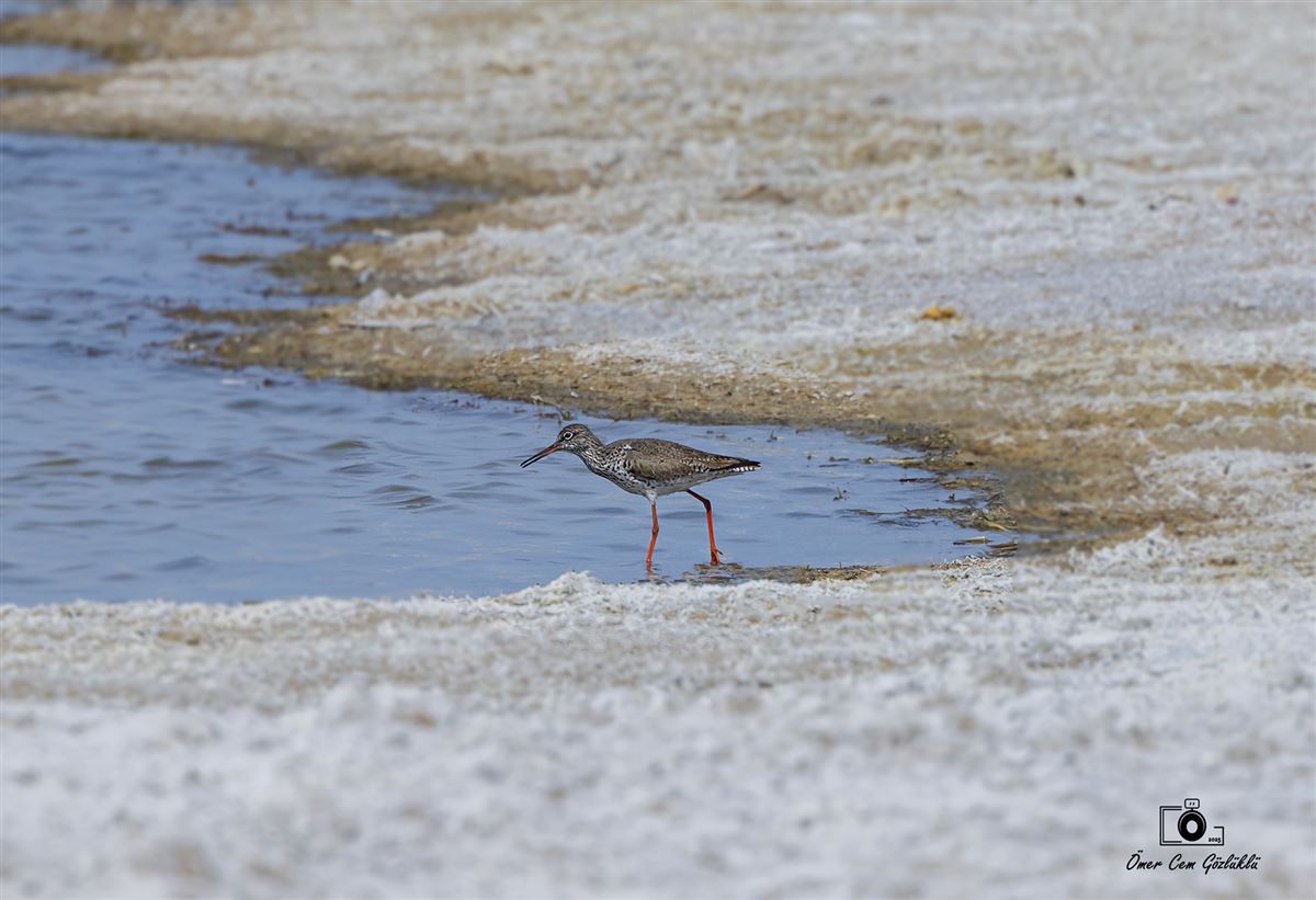 Common Redshank