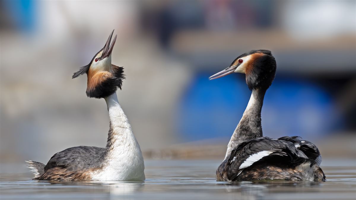 Great Crested Grebe
