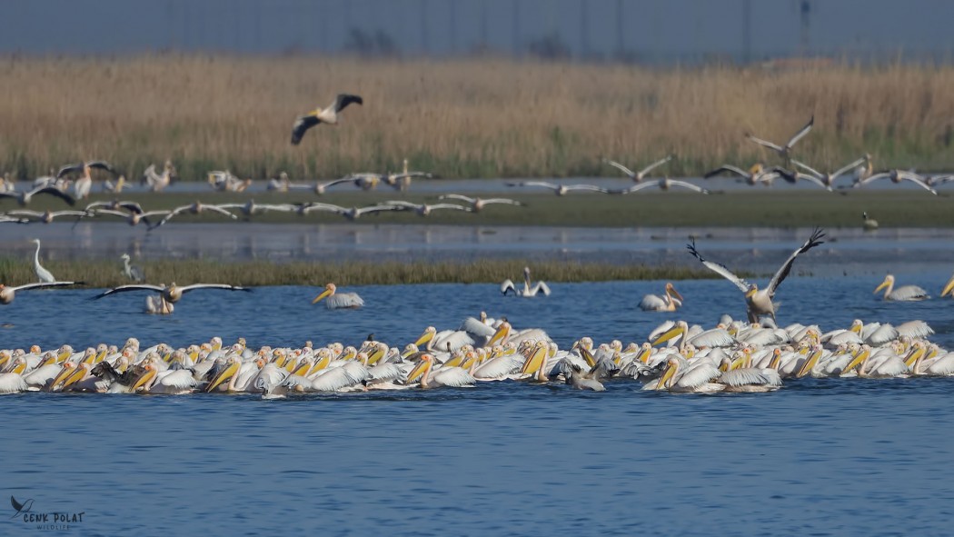 Great White Pelican
