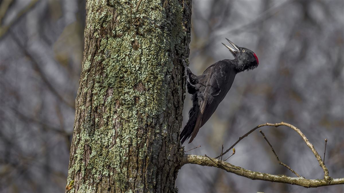 Black Woodpecker