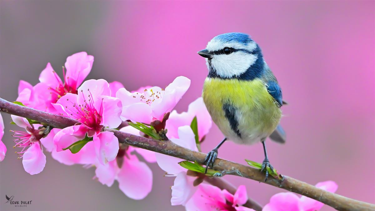 Eurasian Blue Tit