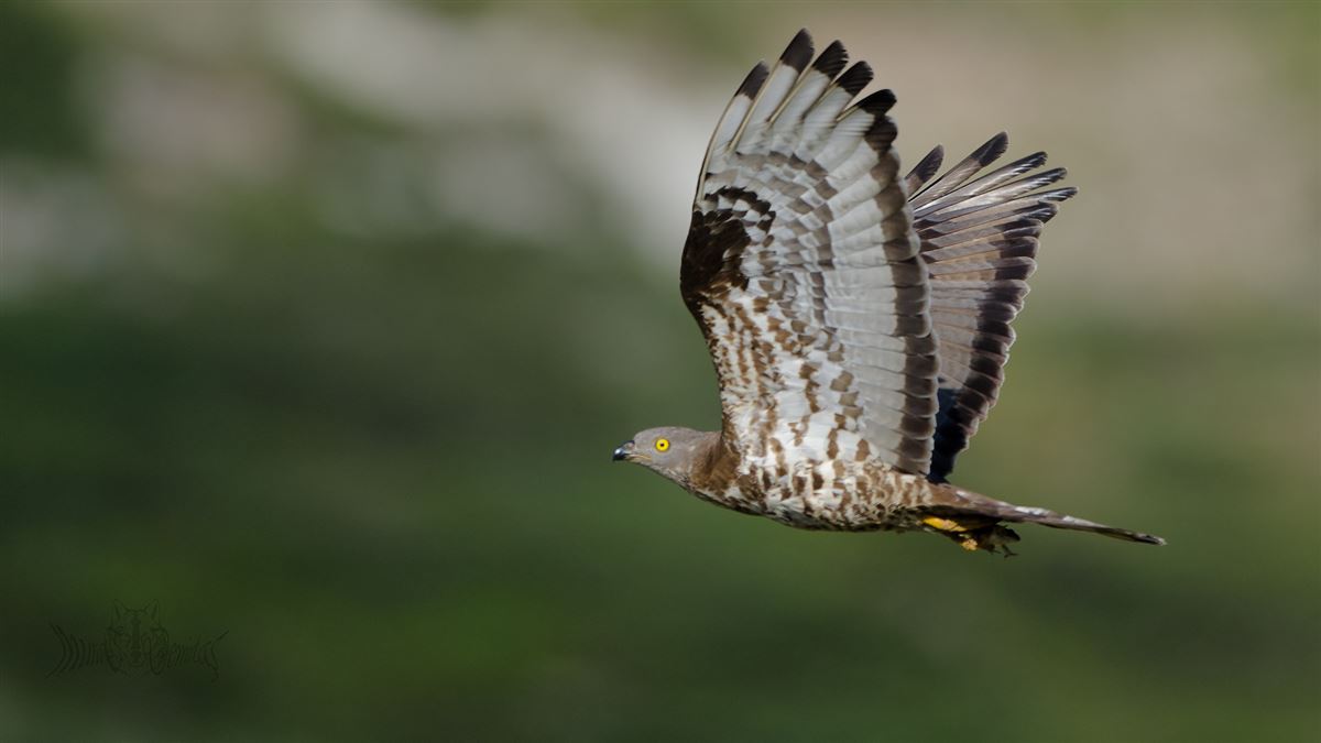 European Honey Buzzard