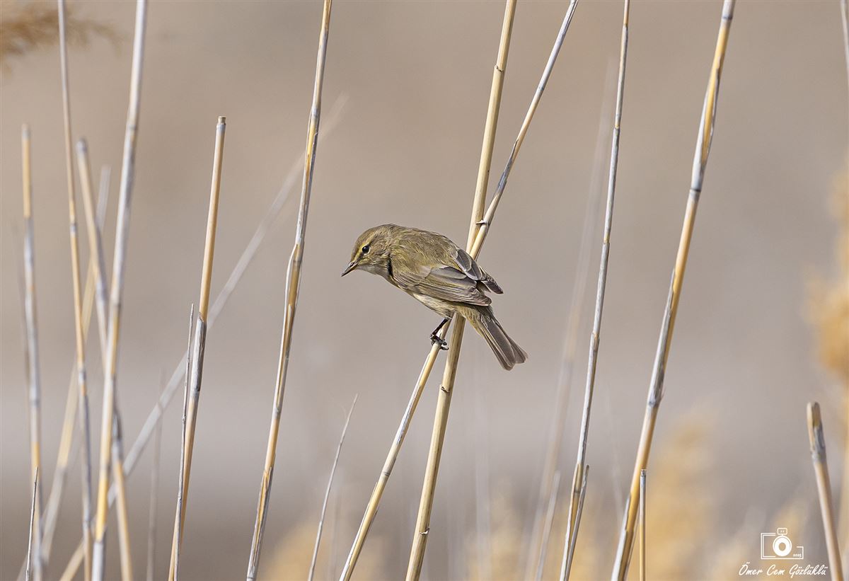 Common Chiffchaff