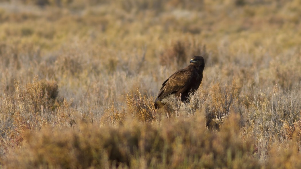 Greater Spotted Eagle