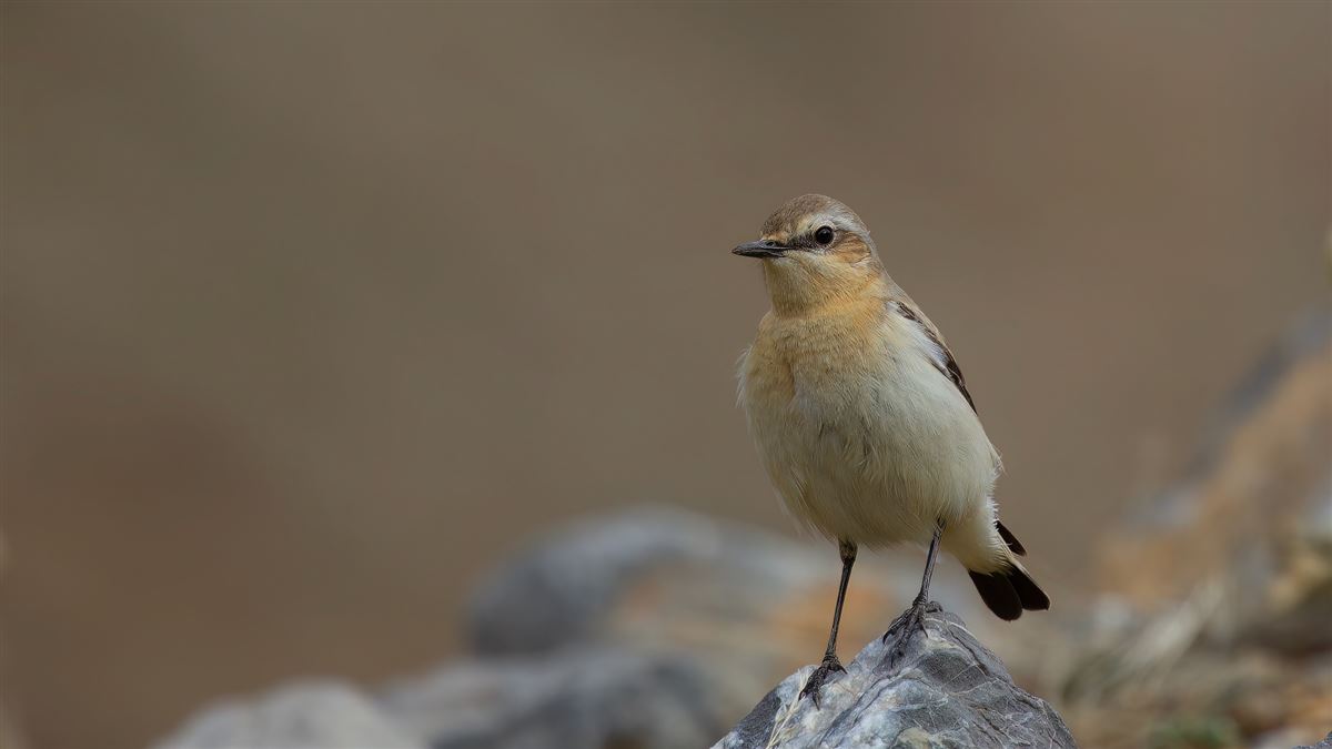 Northern Wheatear