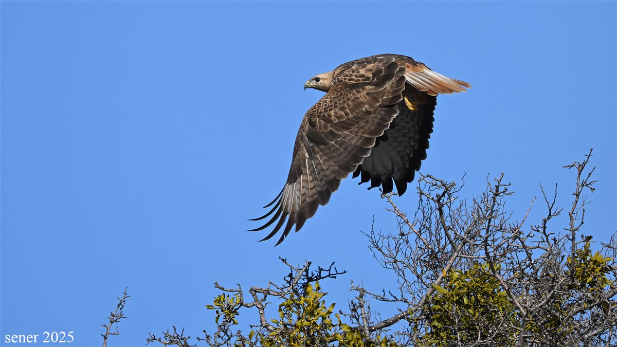 Long-legged Buzzard